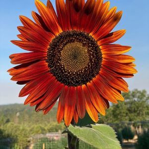 Meet your Posher, Suzannda